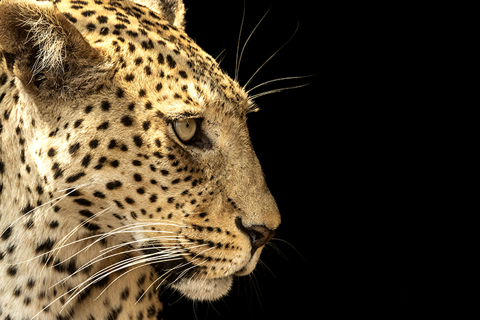 20250908 Kasane Botswana Chobe National Park Leopard FOTO : JOACHIM NYWALL KOD 0708840825_1 COPYRIGHT JOACHIM NYWALL ***BETALBILD*** Redovisas till NYWALL MEDIA AB Villa Strömsvik 461 59 Trollhättan Prislista enl BLF , om inget annat avtalas.