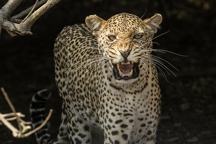 20250908 Kasane Botswana Chobe National Park Leopard FOTO : JOACHIM NYWALL KOD 0708840825_1 COPYRIGHT JOACHIM NYWALL ***BETALBILD*** Redovisas till NYWALL MEDIA AB Villa Strömsvik 461 59 Trollhättan Prislista enl BLF , om inget annat avtalas.