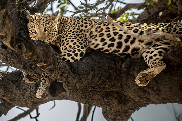 20250920 Kasane Botswana Chobe National Park Leopard FOTO : JOACHIM NYWALL KOD 0708840825_1 COPYRIGHT JOACHIM NYWALL ***BETALBILD*** Redovisas till NYWALL MEDIA AB Villa Strömsvik 461 59 Trollhättan Prislista enl BLF , om inget annat avtalas.