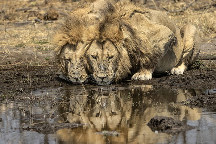 20250904 Moremi Botswana Moremi Game Reserve Lejon som dricker FOTO : JOACHIM NYWALL KOD 0708840825_1 COPYRIGHT JOACHIM NYWALL ***BETALBILD*** Redovisas till NYWALL MEDIA AB Villa Strömsvik 461 59 Trollhättan Prislista enl BLF , om inget annat avtalas.