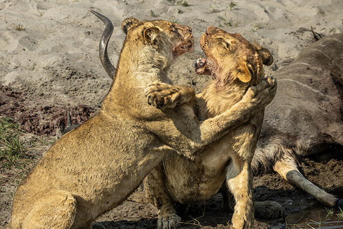20250920 Kasane Botswana Chobe National Park Hungriga Lejon som äter upp en Kudo. FOTO : JOACHIM NYWALL KOD 0708840825_1 COPYRIGHT JOACHIM NYWALL ***BETALBILD*** Redovisas till NYWALL MEDIA AB Villa Strömsvik 461 59 Trollhättan Prislista enl BLF , om inget annat avtalas.