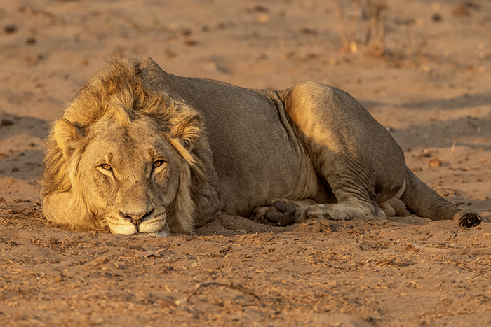 2024 09 18 Chobe National park Kasane Morgon safari i Chobe Nationalpark Lejonhane Lejon ---- FOTO : JOACHIM NYWALL KOD 0708840825_1 COPYRIGHT JOACHIM NYWALL ***BETALBILD*** Redovisas till NYWALL MEDIA AB Villa Strömsvik 461 59 Trollhättan Prislista enl BLF , om inget annat avtalas.