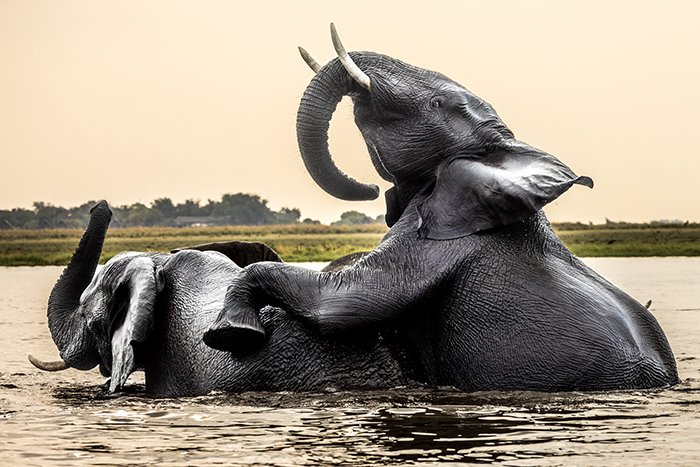 20250922 Kasane Botswana Chobe National Park Elefanter som korsar Chobe floden FOTO : JOACHIM NYWALL KOD 0708840825_1 COPYRIGHT JOACHIM NYWALL ***BETALBILD*** Redovisas till NYWALL MEDIA AB Villa Strömsvik 461 59 Trollhättan Prislista enl BLF , om inget annat avtalas.