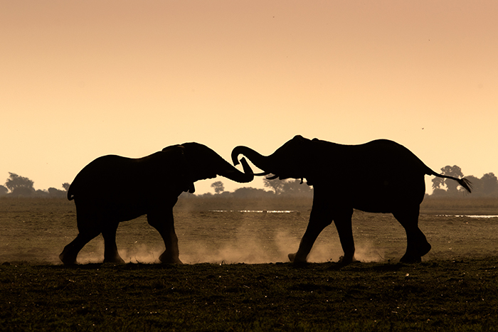 Chobe National Park, Botswana 20180913 Elefanter vid Chobe floden i Chobe Nationalparken ---- FOTO : JOACHIM NYWALL KOD 0708840825_1 COPYRIGHT JOACHIM NYWALL ***BETALBILD*** Redovisas till NYWALL MEDIA AB Strandgatan 30 461 31 Trollh‰ttan Prislista enl BLF , om inget annat avtalas.