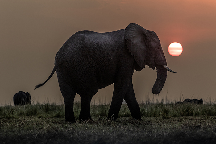 20220913 Chobe National Park Kasane Botswana Elefanter vid Chobe floden i solnedgÂngen Foto: Joachim Nywall FOTO : JOACHIM NYWALL KOD 0708840825_1 COPYRIGHT JOACHIM NYWALL ***BETALBILD*** Redovisas till NYWALL MEDIA AB Strandgatan 30 461 31 Trollh‰ttan Prislista enl BLF , om inget annat avtalas.