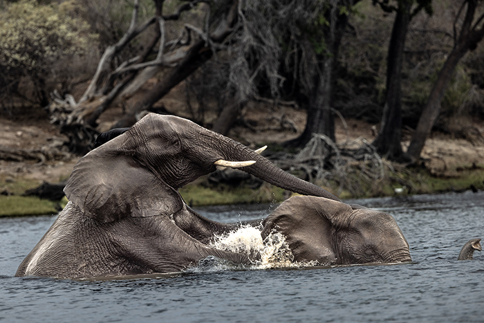 20250922 Kasane Botswana Chobe National Park Elefanter som korsar Chobe floden FOTO : JOACHIM NYWALL KOD 0708840825_1 COPYRIGHT JOACHIM NYWALL ***BETALBILD*** Redovisas till NYWALL MEDIA AB Villa Strˆmsvik 461 59 Trollh‰ttan Prislista enl BLF , om inget annat avtalas.
