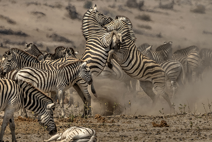 20250903 Makgadikgadi Botswana<br /> Makgadikgadi National Park<br /> Zebror som slÂss<br /> Zebra<br /> FOTO : JOACHIM NYWALL KOD 0708840825_1<br /> COPYRIGHT JOACHIM NYWALL<br /> ***BETALBILD***<br /> Redovisas till<br /> NYWALL MEDIA AB<br /> Villa Strˆmsvik<br /> 461 59 Trollh‰ttan<br /> Prislista enl BLF , om inget annat avtalas.