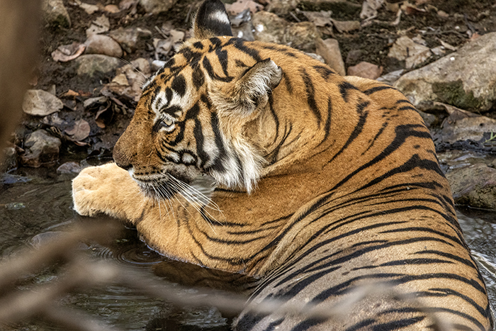 2024 05 10 RANTHAMBORE NATIONAL PARK Rajasthan Tiger Tigrar Bengalisk tiger ---- FOTO : JOACHIM NYWALL KOD 0708840825_1 COPYRIGHT JOACHIM NYWALL ***BETALBILD*** Redovisas till NYWALL MEDIA AB Villa Strömsvik 461 56 Trollhättan Prislista enl BLF , om inget annat avtalas.