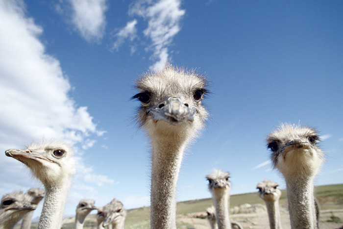 Oudtshoorn Syd Afrika 2003 South Africa Strutsarnas huvudstad finns ingen stad i världen med så många strutsar strutsfarm struts fjäder FOTO : JOACHIM NYWALL KOD 0708840825_1 COPYRIGHT JOACHIM NYWALL ***BETALBILD*** Redovisas till NYWALL MEDIA AB Strandgatan 30 461 31 Trollhättan Prislista enl BLF , om inget annat avtalas.