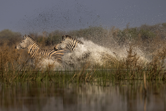 20250915 Okavangodeltat Botswana Mokoro tur vid Boro station Andra gruppen Springande zebror FOTO : JOACHIM NYWALL KOD 0708840825_1 COPYRIGHT JOACHIM NYWALL ***BETALBILD*** Redovisas till NYWALL MEDIA AB Villa Strˆmsvik 461 59 Trollh‰ttan Prislista enl BLF , om inget annat avtalas.