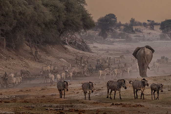 20250916 Makgadikgadi Botswana Makgadikgadi National Park Zebra elefant och gnu Solnedgång Andra gruppen FOTO : JOACHIM NYWALL KOD 0708840825_1 COPYRIGHT JOACHIM NYWALL ***BETALBILD*** Redovisas till NYWALL MEDIA AB Villa Strömsvik 461 59 Trollhättan Prislista enl BLF , om inget annat avtalas.