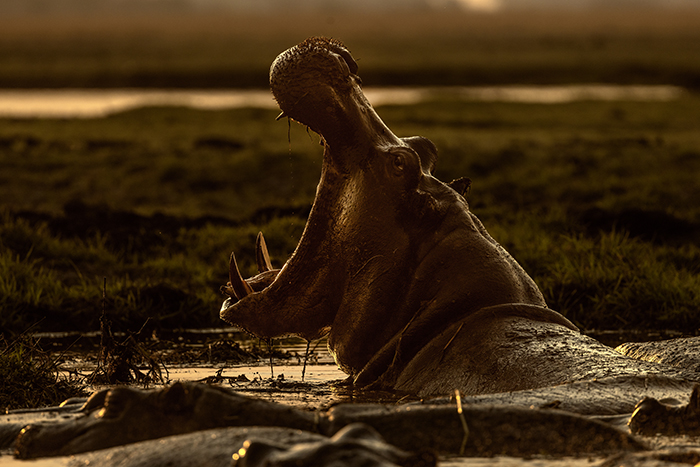 2024 09 15 Chobe National park Kasane BÂtsafari pÂ Chobefloden Flodh‰st Hippo ---- FOTO : JOACHIM NYWALL KOD 0708840825_1 COPYRIGHT JOACHIM NYWALL ***BETALBILD*** Redovisas till NYWALL MEDIA AB Villa Strˆmsvik 461 59 Trollh‰ttan Prislista enl BLF , om inget annat avtalas.