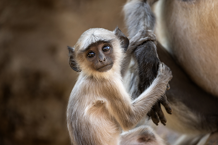 2024 05 09 Sariska national park Rajasthan Grey Langur Langur apa ---- FOTO : JOACHIM NYWALL KOD 0708840825_1 COPYRIGHT JOACHIM NYWALL ***BETALBILD*** Redovisas till NYWALL MEDIA AB Villa Strömsvik 461 56 Trollhättan Prislista enl BLF , om inget annat avtalas.