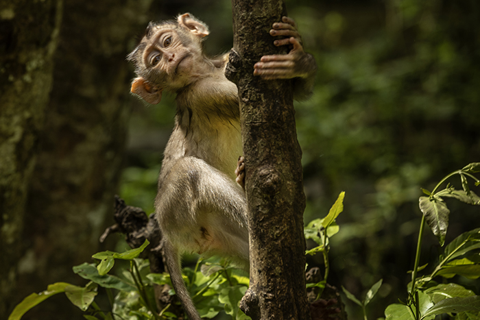 20251108 Siem Reap Angkor Wat Bayon Liten apa FOTO : JOACHIM NYWALL KOD 0708840825_1 COPYRIGHT JOACHIM NYWALL ***BETALBILD*** Redovisas till NYWALL MEDIA AB Villa Strömsvik 461 59 Trollhättan Prislista enl BLF , om inget annat avtalas.