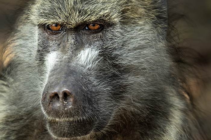 20250920 Kasane Botswana Chobe National Park Babian FOTO : JOACHIM NYWALL KOD 0708840825_1 COPYRIGHT JOACHIM NYWALL ***BETALBILD*** Redovisas till NYWALL MEDIA AB Villa Strömsvik 461 59 Trollhättan Prislista enl BLF , om inget annat avtalas.