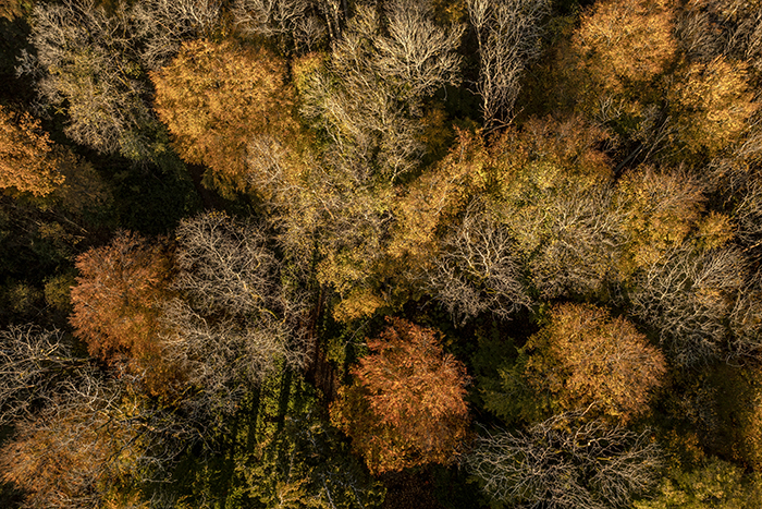 20221019 Västra Tunnhem Skogen nedanför Hunneberg Höst höstfärger Foto: Joachim Nywall FOTO : JOACHIM NYWALL KOD 0708840825_1 COPYRIGHT JOACHIM NYWALL ***BETALBILD*** Redovisas till NYWALL MEDIA AB Strandgatan 30 461 31 Trollhättan Prislista enl BLF , om inget annat avtalas.