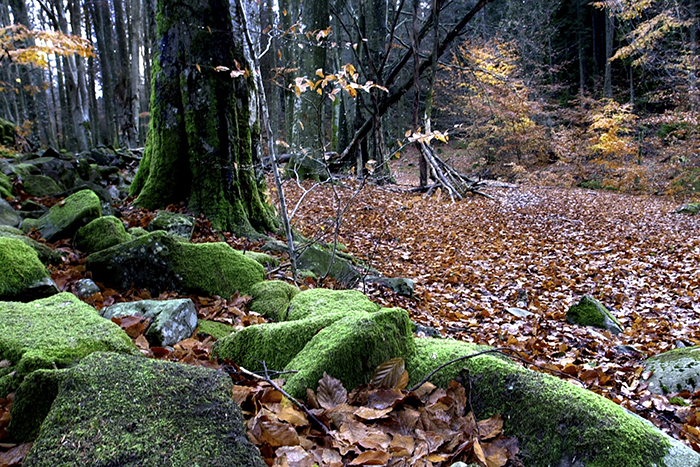 2010 11 07 Vargön Mossa på trädrot i bokskogen vid Hallebergs fot. FOTO JOACHIM NYWALL KOD:0708840825 COPYRIGHT JOACHIMNYWALL.SE ****BETALBILD**** Redovisas till: Joachim Nywall Strandgatan 30 461 31 Trollhättan Prislista: BLF, om ej annat avtalats