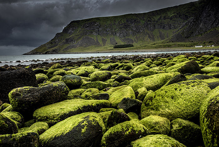 20220722 Unstad Beach Lofoten Vy bild över de dramatiska bergen vid Unstad Beach på Lofoten Massor av gröna alger på stenarna Foto: Joachim Nywall FOTO : JOACHIM NYWALL KOD 0708840825_1 COPYRIGHT JOACHIM NYWALL ***BETALBILD*** Redovisas till NYWALL MEDIA AB Strandgatan 30 461 31 Trollhättan Prislista enl BLF , om inget annat avtalas.