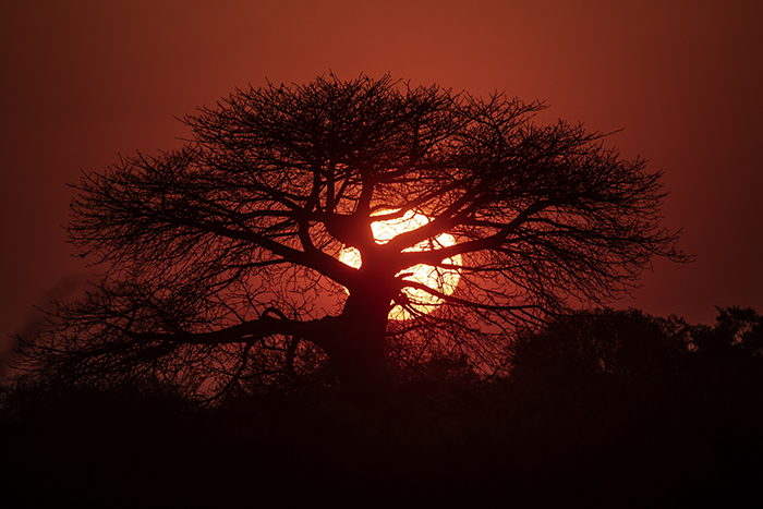 20220828 Moremi Nationalpark Okavango delta Botswana Solnedgång i Moremi Baobab träd Foto: Joachim Nywall FOTO : JOACHIM NYWALL KOD 0708840825_1 COPYRIGHT JOACHIM NYWALL ***BETALBILD*** Redovisas till NYWALL MEDIA AB Strandgatan 30 461 31 Trollhättan Prislista enl BLF , om inget annat avtalas.
