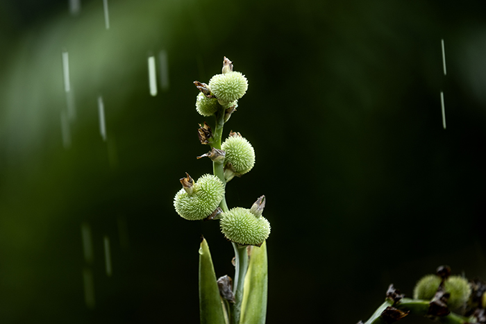 20251116 Vietnam Mekong deltat FOTO : JOACHIM NYWALL KOD 0708840825_1 COPYRIGHT JOACHIM NYWALL ***BETALBILD*** Redovisas till NYWALL MEDIA AB Villa Strömsvik 461 59 Trollhättan Prislista enl BLF , om inget annat avtalas.