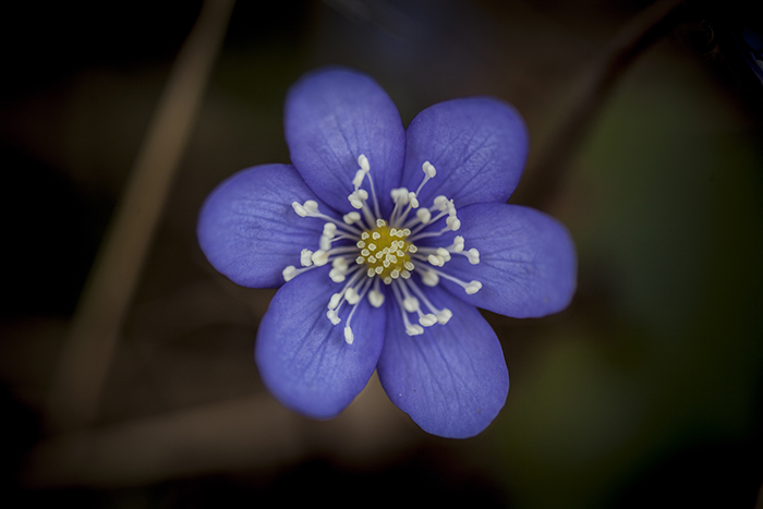 Trollhättan 20170404 Blåsippa eller blåviringen Latinskt namn Anemone hepatica Hepatica nobilis ---- FOTO : JOACHIM NYWALL KOD 0708840825_1 COPYRIGHT JOACHIM NYWALL ***BETALBILD*** Redovisas till NYWALL MEDIA AB Strandgatan 30 461 31 Trollhättan Prislista enl BLF , om inget annat avtalas.