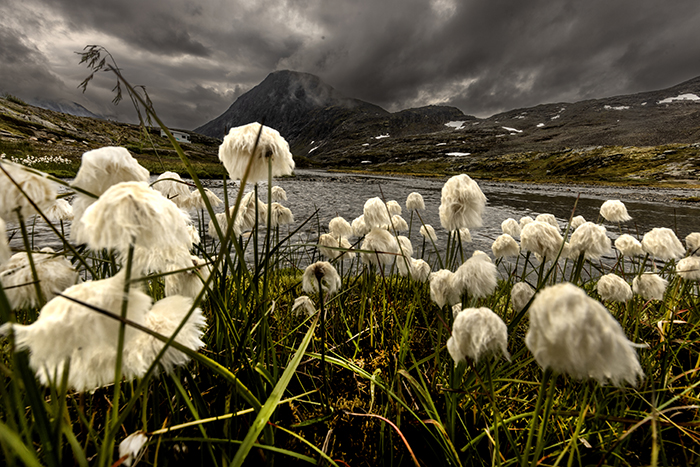 20240804 Geiranger Norge Vackra Geirangervägen genom kalfjället ovanför Geirangerfjorden ——- FOTO : JOACHIM NYWALL KOD 0708840825_1 COPYRIGHT JOACHIM NYWALL ***BETALBILD*** Redovisas till NYWALL MEDIA AB Villa Strömsvik 461 56 Trollhättan Prislista enl BLF , om inget annat avtalas.