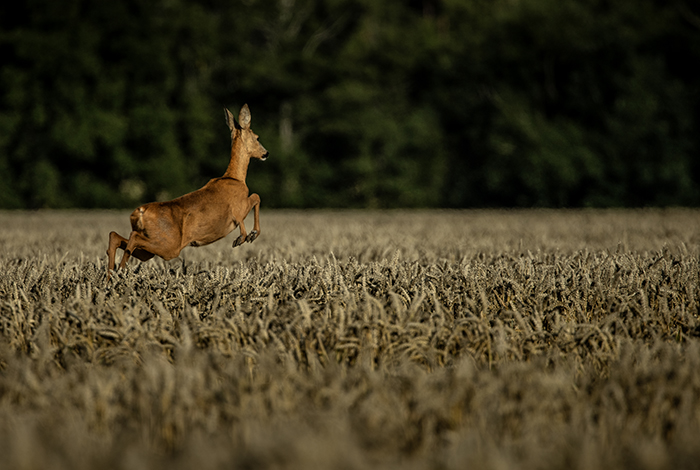 20230728 Mellerud Rådjur som hoppar över sädesfälten i Dalsland Foto: Joachim Nywall FOTO : JOACHIM NYWALL KOD 0708840825_1 COPYRIGHT JOACHIM NYWALL ***BETALBILD*** Redovisas till NYWALL MEDIA AB Strandgatan 30