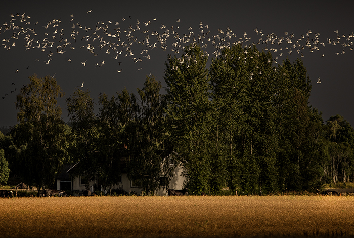 20230728 Mellerud Massor av fiskmåsar mot en kolsvart ovädershimmel i Dalsland Foto: Joachim Nywall FOTO : JOACHIM NYWALL KOD 0708840825_1 COPYRIGHT JOACHIM NYWALL ***BETALBILD*** Redovisas till NYWALL MEDIA AB Strandgatan 30