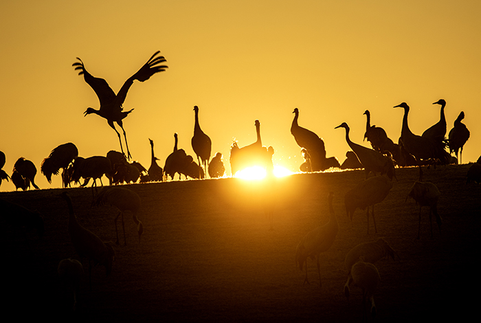 2020 04 09 Hornborgarsjön Trandansen Tranor Fåglar Soluppgång ---- FOTO : JOACHIM NYWALL KOD 0708840825_1 COPYRIGHT JOACHIM NYWALL ***BETALBILD*** Redovisas till NYWALL MEDIA AB Strandgatan 30 461 31 Trollhättan Prislista enl BLF , om inget annat avtalas.