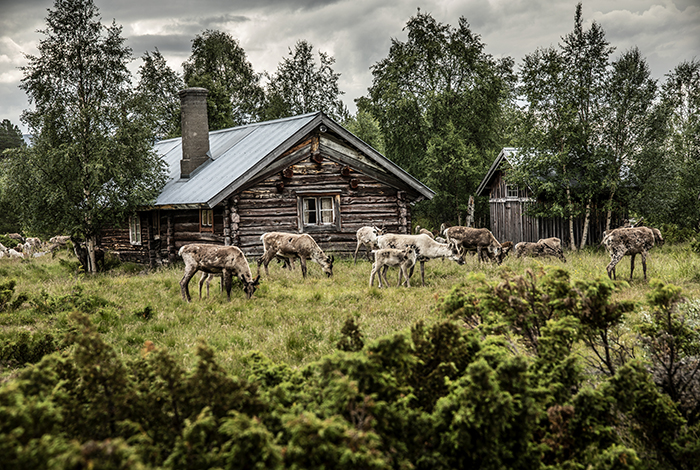 20210705 Idre Dalarna Vägen mellan Lofsdalen och Idre över Foskros Renar i hundratal Idre sameby är Sveriges sydligaste ren besätning. ---- FOTO : JOACHIM NYWALL KOD 0708840825_1 COPYRIGHT JOACHIM NYWALL ***BETALBILD*** Redovisas till NYWALL MEDIA AB Strandgatan 30 461 31 Trollhättan Prislista enl BLF , om inget annat avtalas.