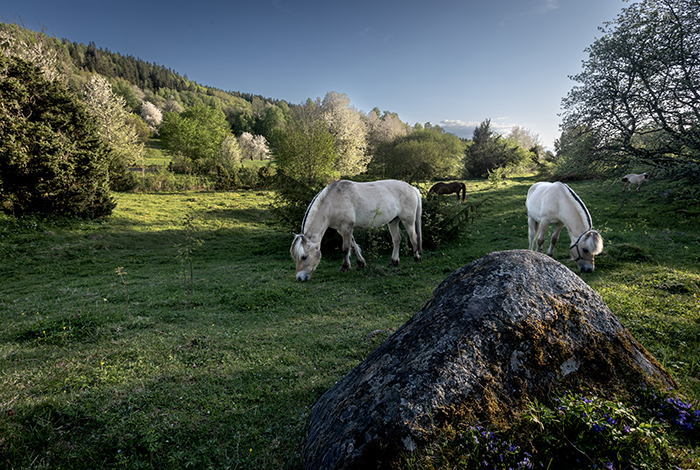 20230518 Lerdala Skaraborg Vårbilder runt Bockaskedåsen - Toran Foto: Joachim Nywall FOTO : JOACHIM NYWALL KOD 0708840825_1 COPYRIGHT JOACHIM NYWALL ***BETALBILD*** Redovisas till NYWALL MEDIA AB Strandgatan 30 461 31 Trollhättan Prislista enl BLF , om inget annat avtalas.