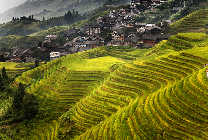Longsheng Guangxi China Kina2013 september Long ji risterasser risfält klara för att skördas terassodling risfält en av många byar i Long Ji FOTO JOACHIM NYWALL KOD0520002 COPYRIGHT KAMERAPRESS.SE ****BETALBILD**** Redovisas till: Kamerapress.se Vita Gavelns väg 10 426 71 Västra Frölunda Prislista: BLF, om ej annat avtalats