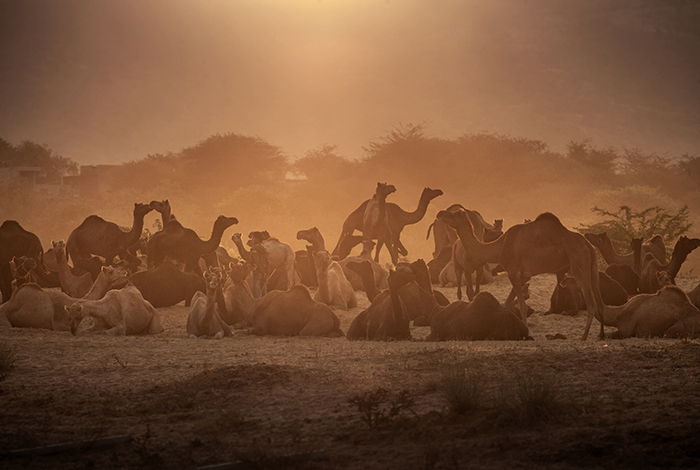 20121124 Pushkar Indien Rajasthan Pushkar camel fair Kamelmarknad Kamelfestival ÷ken kameler turbaner Kameler ---- FOTO : JOACHIM NYWALL KOD 0708840825_1 COPYRIGHT JOACHIM NYWALL ***BETALBILD*** Redovisas till NYWALL MEDIA AB Strandgatan 30 461 31 Trollh‰ttan Prislista enl BLF , om inget annat avtalas.